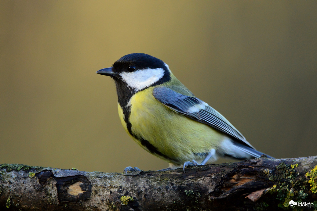 Az idei első egy cini.