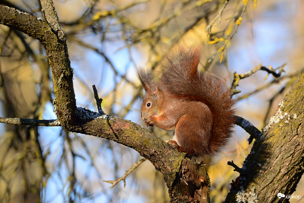 Mókusok világnapja. :)