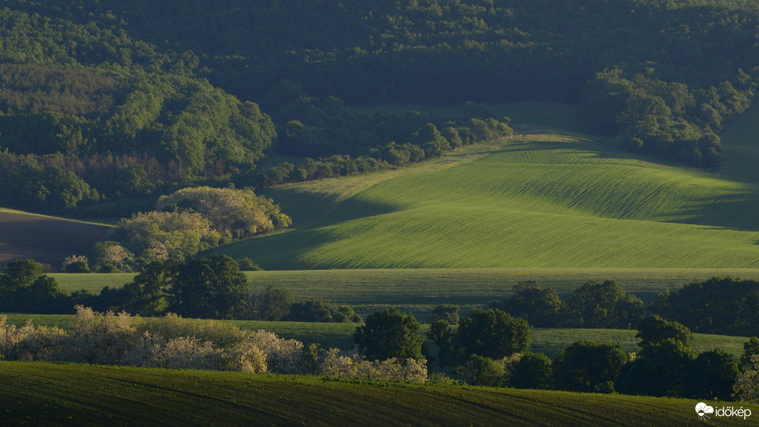Fények és a zöld árnyalatai. 