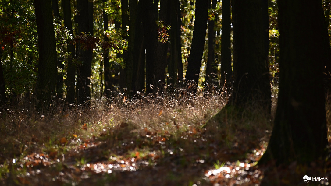 Fények az erdőben.