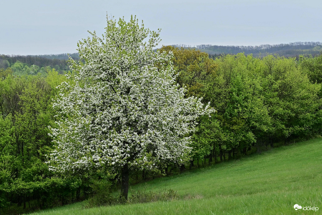 Virágzó vadkörte fa