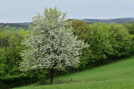 Virágzó vadkörte fa