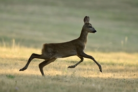 Galopp gida módra.