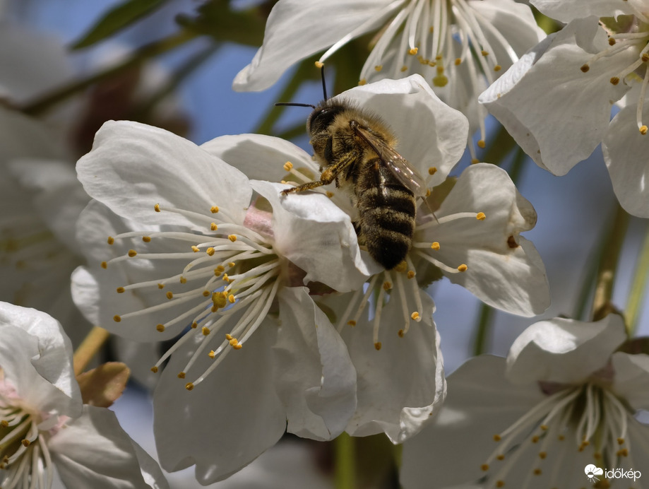 Hódmezővásárhely
