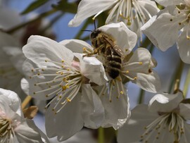 Hódmezővásárhely