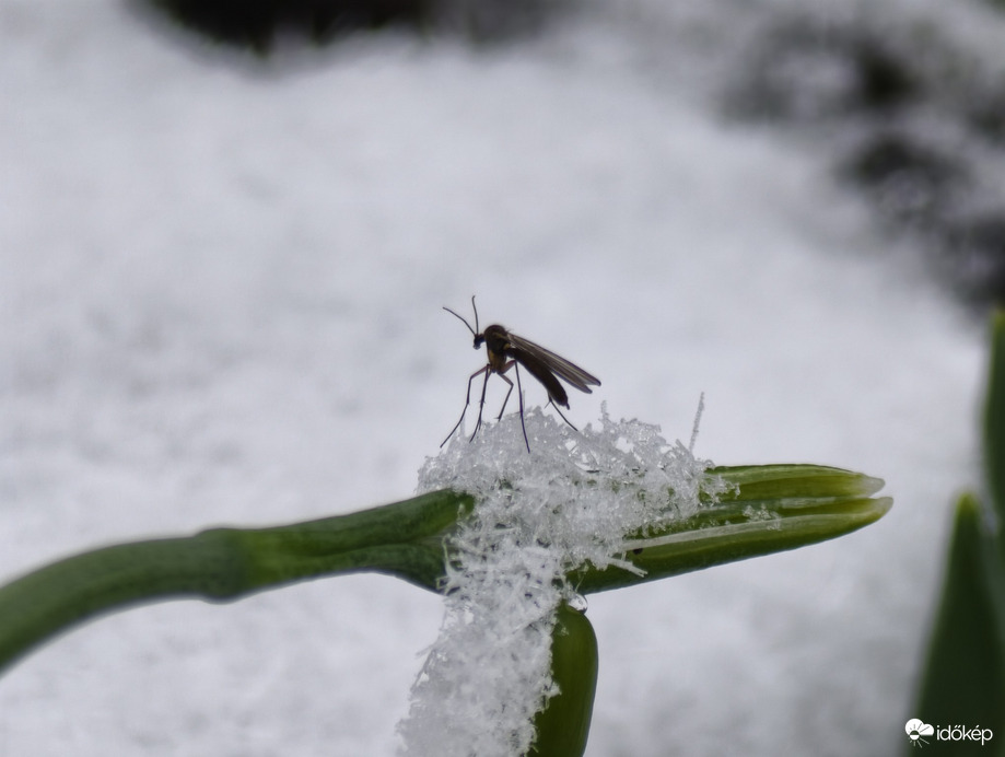 Hódmezővásárhely