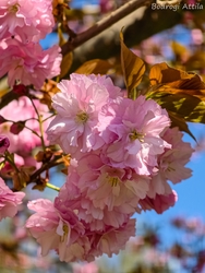 Virágzó díszcseresznyék