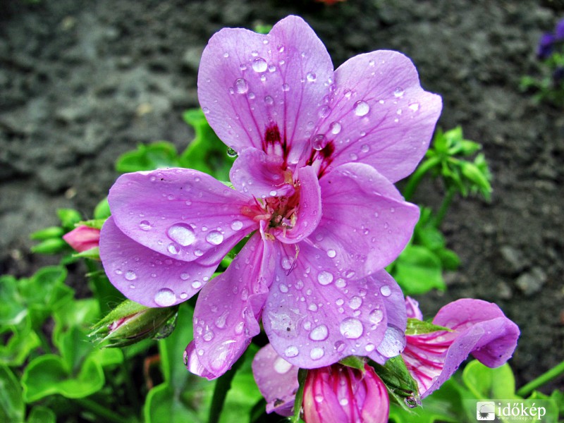 Felpezsdülve