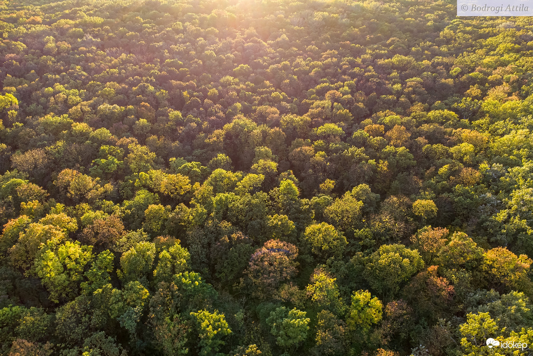 Késő délután Vásárhely tüdeje felett