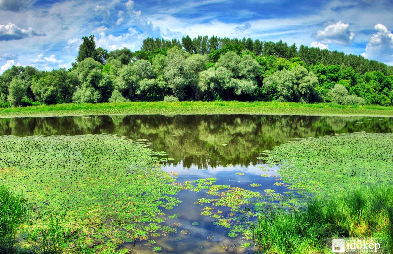 Körtvélyesi holtág partján