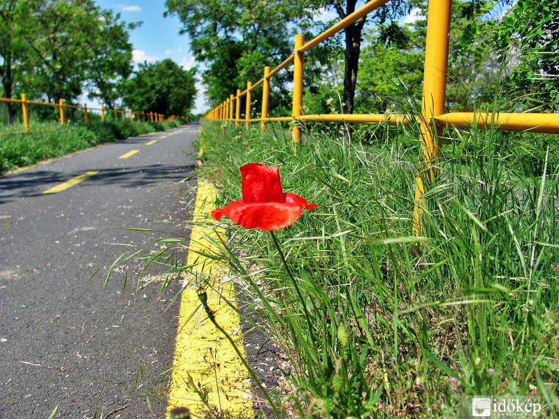 Egy pipacs nem csinál nyarat?