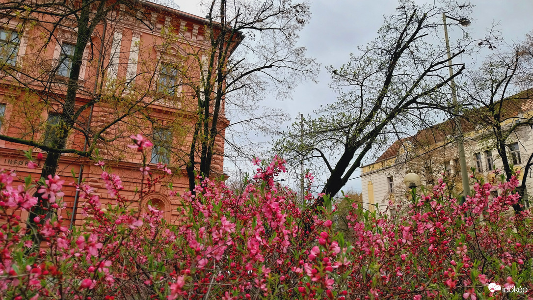 Szeged