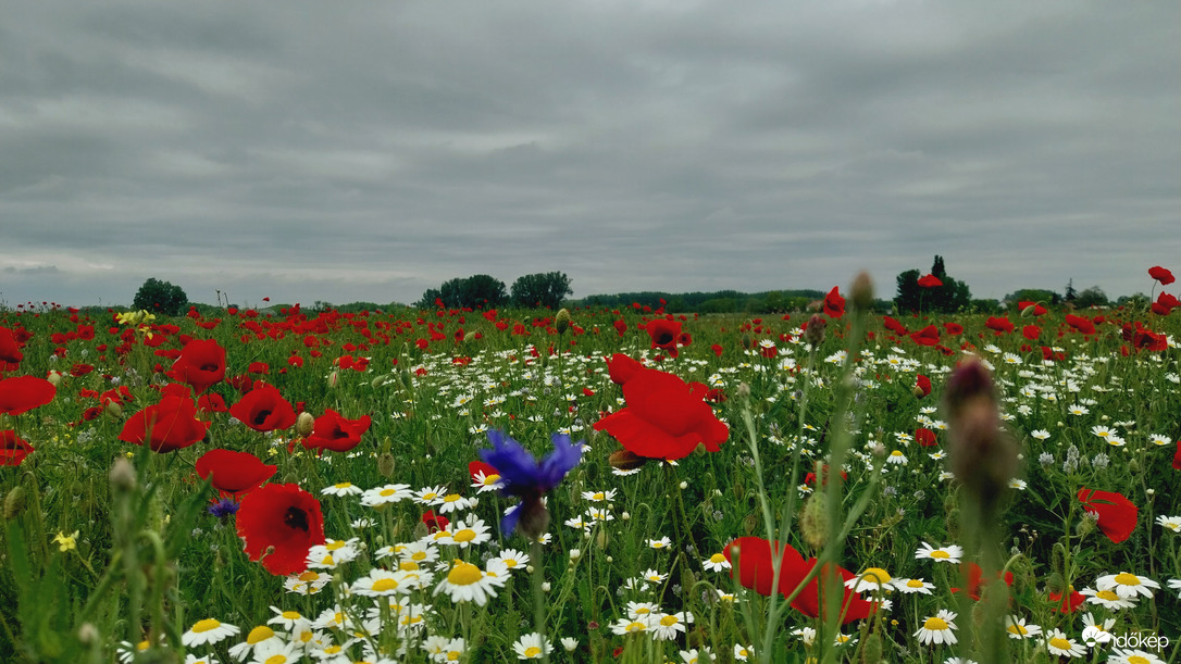 Domaszék délelőtt