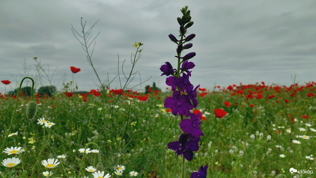 Domaszék délelőtt
