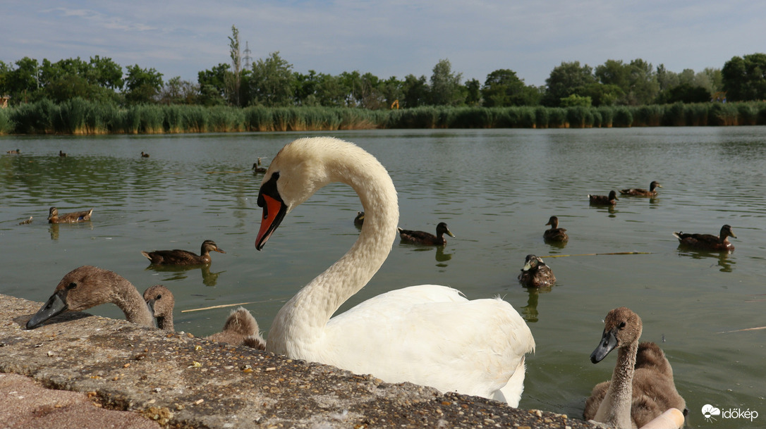 Szeged