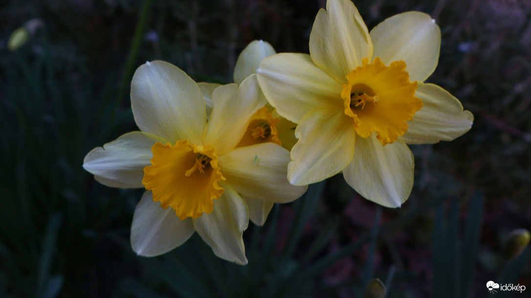 Nárciszok