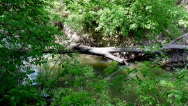 Algyő 