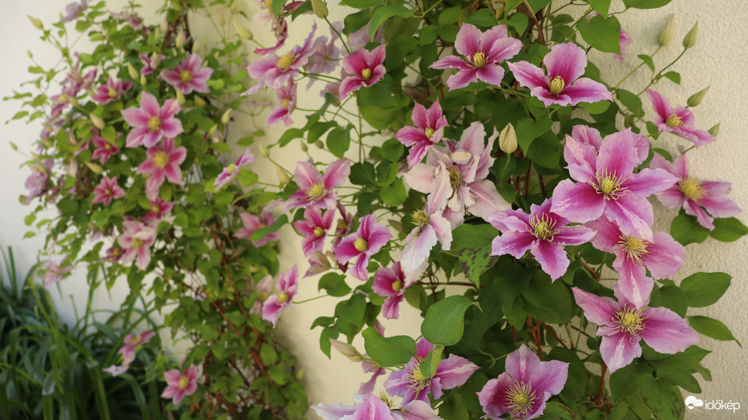 Clematis 