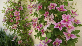 Clematis 