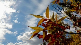 Körtvélyes délelőtt.