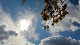 Körtvélyes délelőtt.