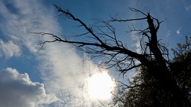 Körtvélyes délelőtt.