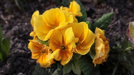 Primula