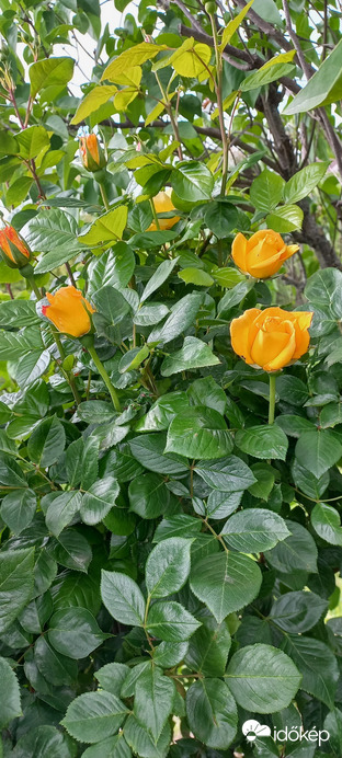 Budapest XV.ker - Pestújhely