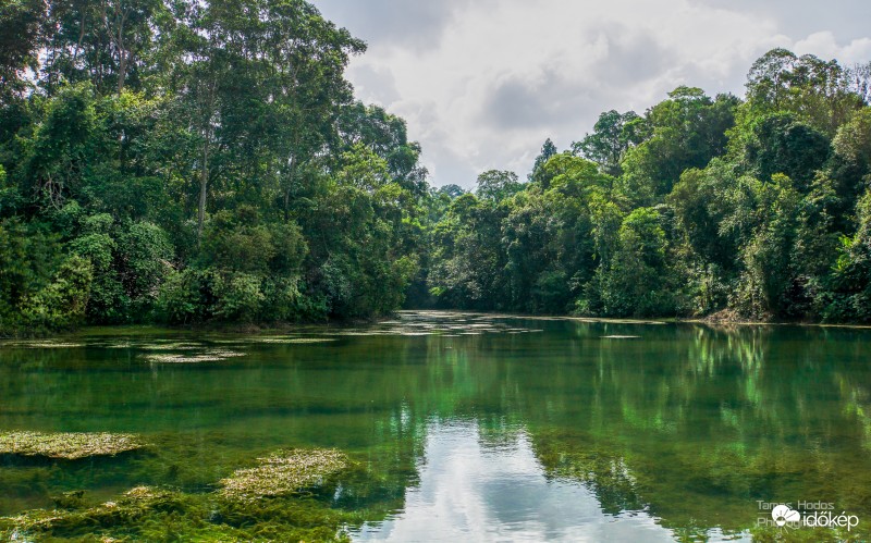 MacRitchie Reservoir