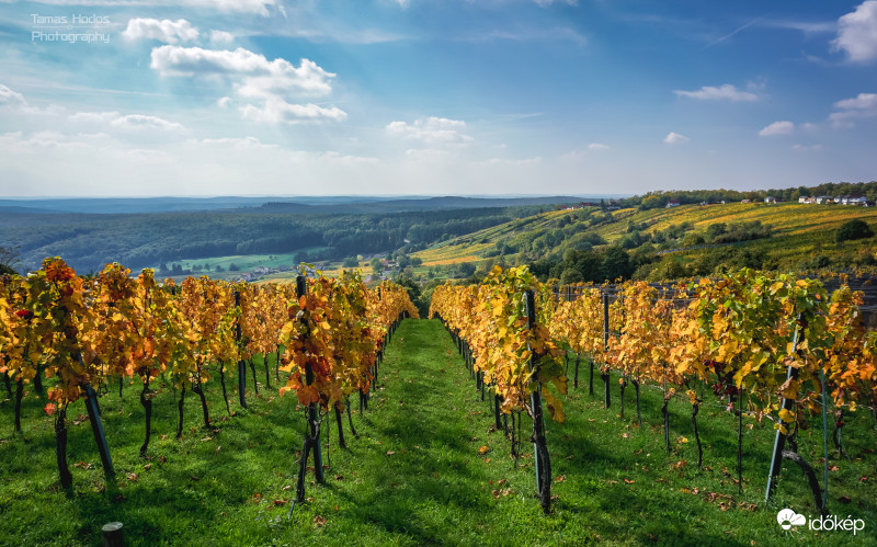 Weinblick