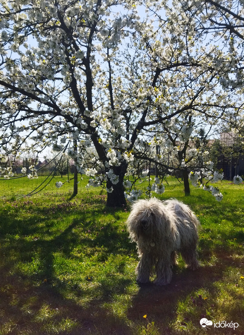 A cseresznye is virít