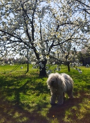 A cseresznye is virít