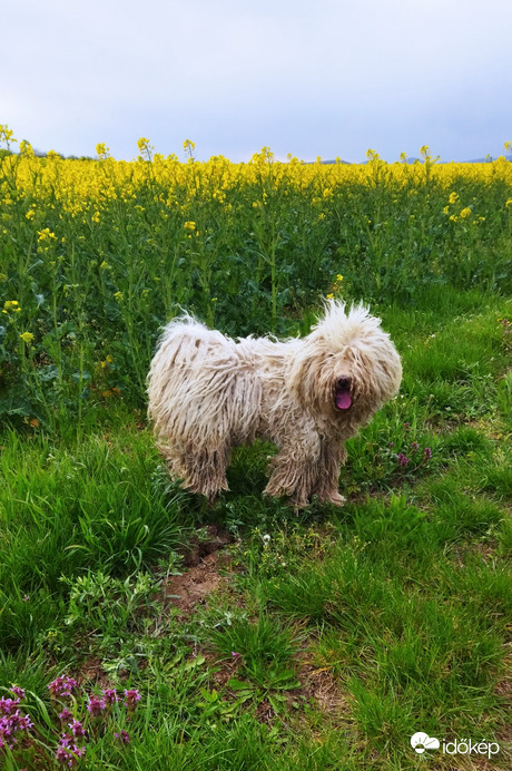 A puli és a repce