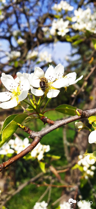 A téli körte is készül!