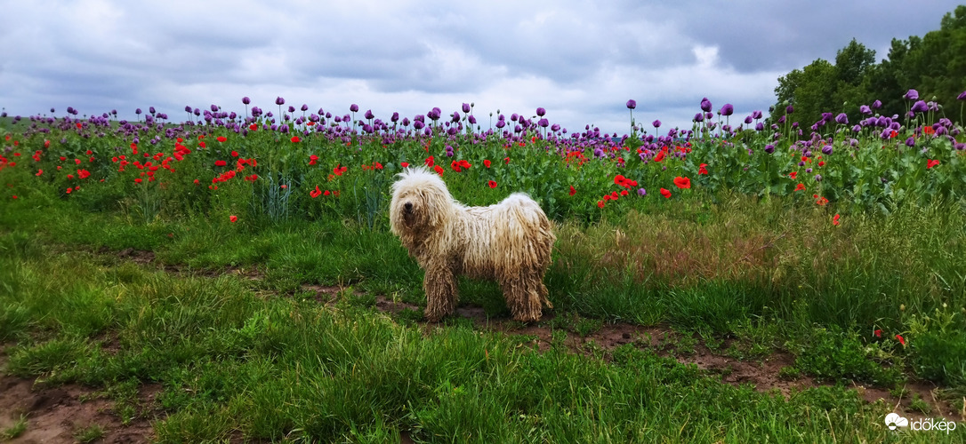 A puli és a mákmező