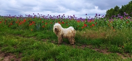 A puli és a mákmező