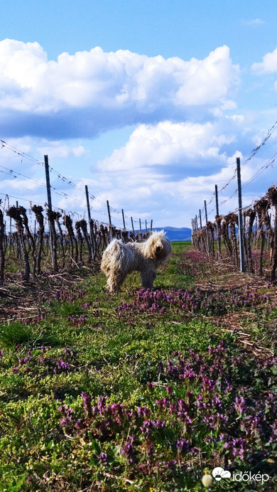 Szőlő között fehér puli