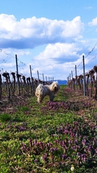 Szőlő között fehér puli