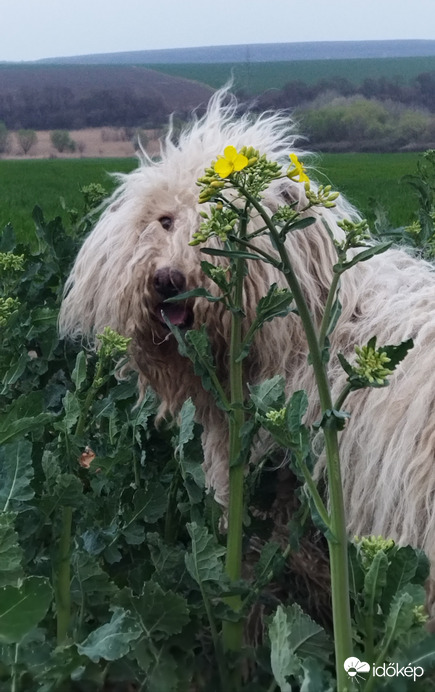 A kócos kutya és a repce