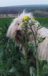 A kócos kutya és a repce