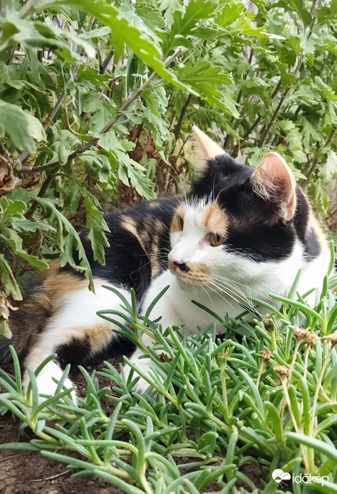 Cicusom