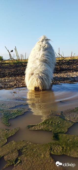 Ilyenkor nem fél a víztől (bezzeg ha fürdeni kéne!)