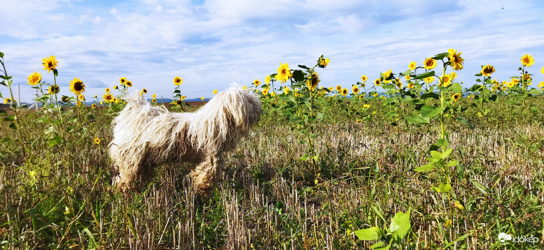 Tipikus szeptember végi idill