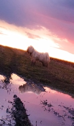 Puli a naplementében