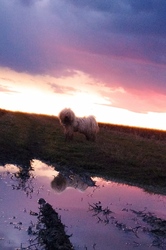 Puli a naplementében