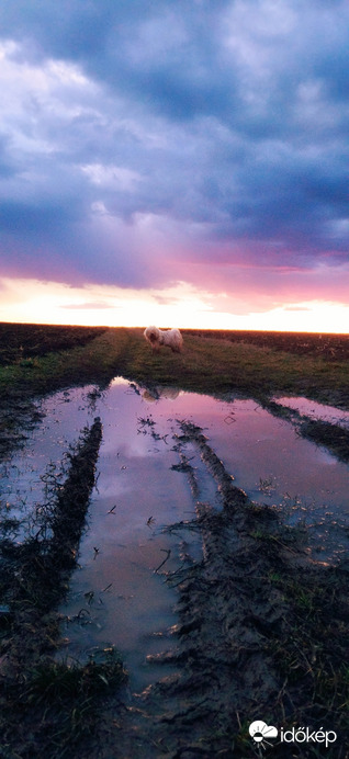 Puli a naplementében