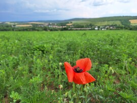 Baktakék