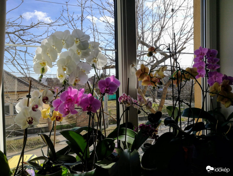 Orchideáim