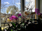 Orchideáim