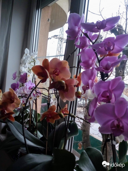 Orchideáim az emeleti ablakomban.